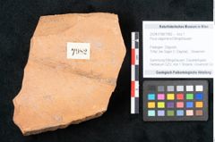 Foto (Objekt + Etikett) von Ficus sagoriana Ettingshausen (NHMW-GEO-2024-0188-7982)